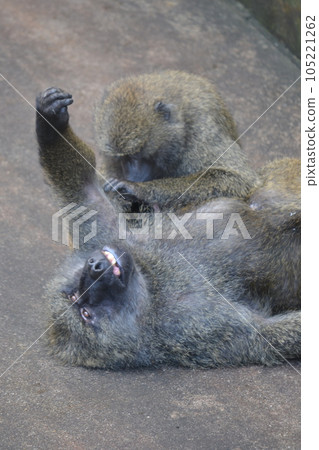 猴子梳理毛髮友善 猴子梳理毛髮友善 105221262