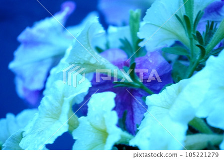 white morning glory after rain white morning glory after rain 105221279