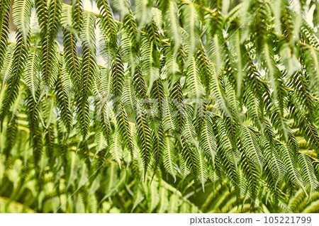 Fern leaves background Fern leaves background 105221799