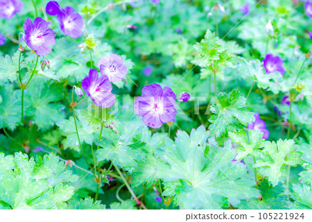 Tokachi plain summer flowers 105221924