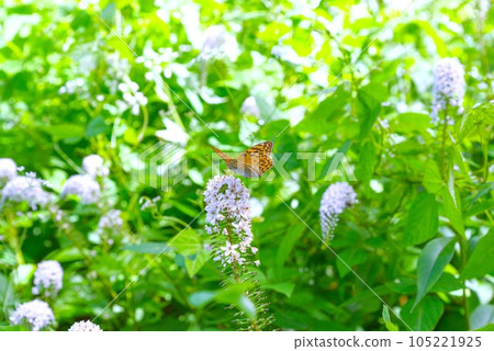 Tokachi plain summer flowers 105221925