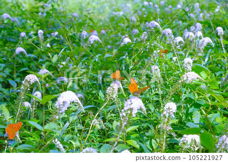 Tokachi plain summer flowers Tokachi plain summer flowers 105221927