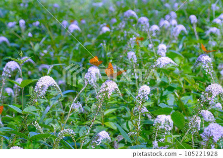 Tokachi plain summer flowers Tokachi plain summer flowers 105221928