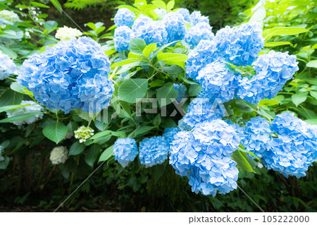 藍色繡球花 105222000
