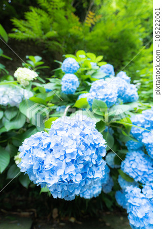 藍色繡球花 105222001