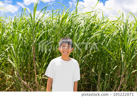 Sugar cane field and summer boy 105222071