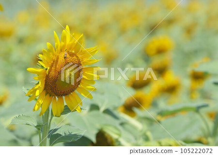 Sunflower blooming towards the sun 105222072