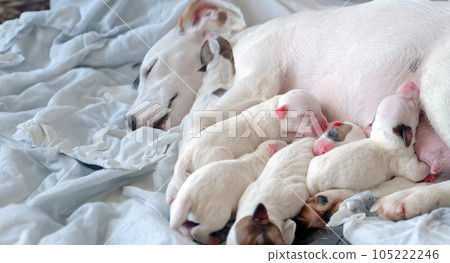 new born puppy safety sleep with mother new born puppy safety sleep with mother 105222246