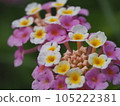 馬纓丹 105222381