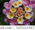 馬纓丹 105222387