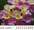 漂亮的粉紅色馬纓丹花 105222409
