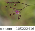 Hazellan預示著春天的到來 105222416