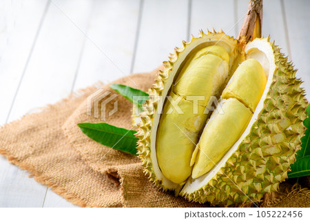 Durian fruit. Ripe monthong durian on sack and white wood background, king of fruit from Thailand 105222456