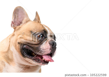 SIde view of cute French bulldog isolated on white background. pet and animal SIde view of cute French bulldog isolated on white background. pet and animal 105222599