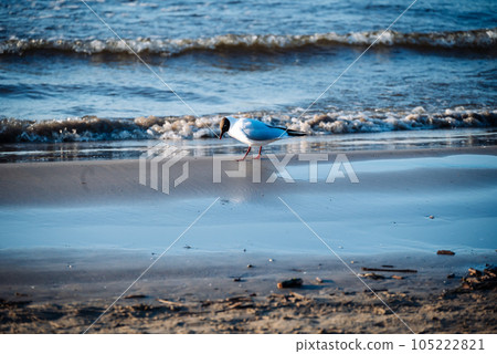 Black-headed gull walks along the coast and looks for food. Seagulls can be curious and sometimes flock in search of food from beachgoers. Black-headed gull walks along the coast and looks for food. Seagulls can be curious and sometimes flock in search of food from beachgoers. 105222821