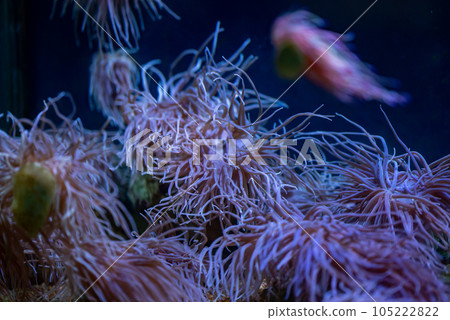 The magical snakelocks anemone flutters in the water. The magical snakelocks anemone flutters in the water. 105222822