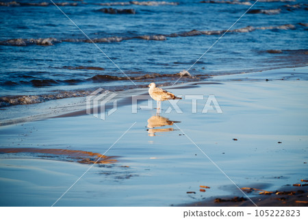 On the seashore Herring Gull and reflected in the wet sand. Watching seagulls becomes one of the elements of a relaxing holiday on the beach. 105222823