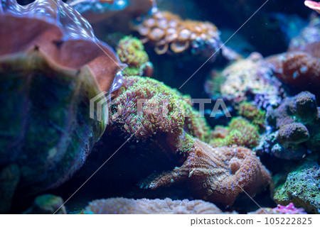 Amazing beautiful corals at the bottom. Amazing beautiful corals at the bottom. 105222825