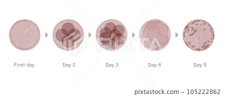 胚胎生長插圖集 105222862