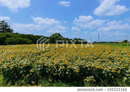 blue sky and yellow sunflower field blue sky and yellow sunflower field 105223168