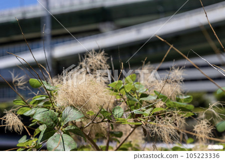 Smoke tree with brown fluffy flowers Smoke tree with brown fluffy flowers 105223336