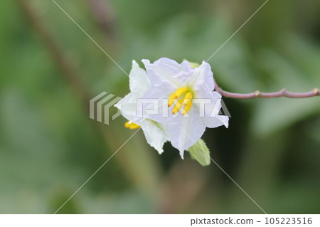 White flowers blooming in the field Warunasubi White flowers blooming in the field Warunasubi 105223516