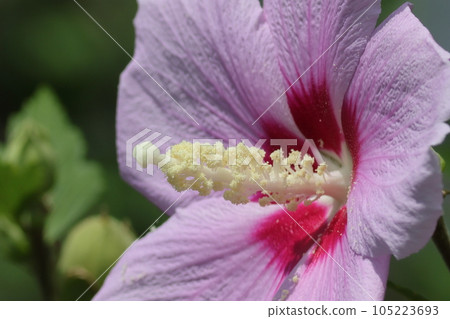 玫瑰花的特寫風格 玫瑰花的特寫風格 105223693