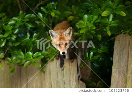 Close-up of a Red fox on a fence Close-up of a Red fox on a fence 105223726