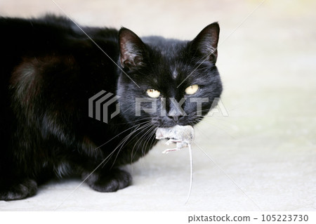 Black cat with a caught mouse in its mouth Black cat with a caught mouse in its mouth 105223730