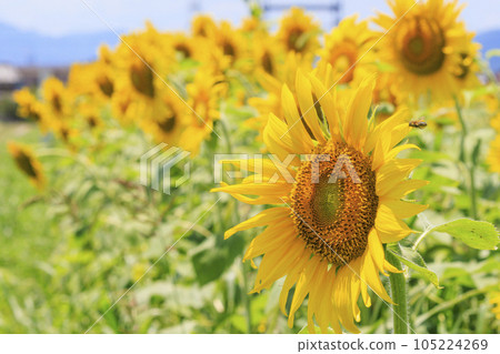 Mihata Meihan Land Sunflowers in full bloom and the Kintetsu Limited Express Mihata Meihan Land Sunflowers in full bloom and the Kintetsu Limited Express 105224269