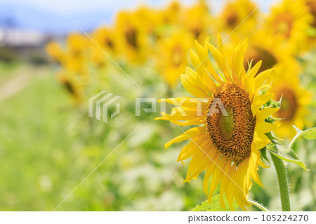 Mihata Meihan Land Sunflowers in full bloom and the Kintetsu Limited Express Mihata Meihan Land Sunflowers in full bloom and the Kintetsu Limited Express 105224270