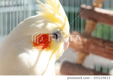 鳥籠裡的玄鳳鸚鵡 鳥籠裡的玄鳳鸚鵡 105224613
