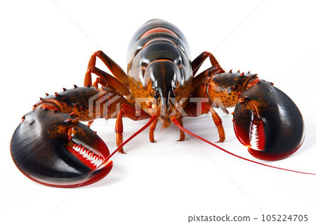 Freshly Caught Lobster on White Background. Generative AI 105224705