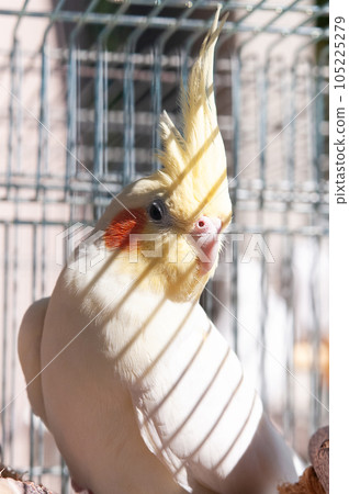 鳥籠裡的玄鳳鸚鵡 鳥籠裡的玄鳳鸚鵡 105225279