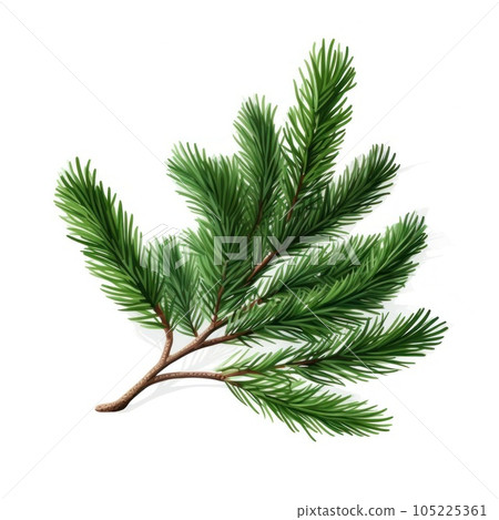 Spruce branch green fir isolated Spruce branch green fir isolated 105225361