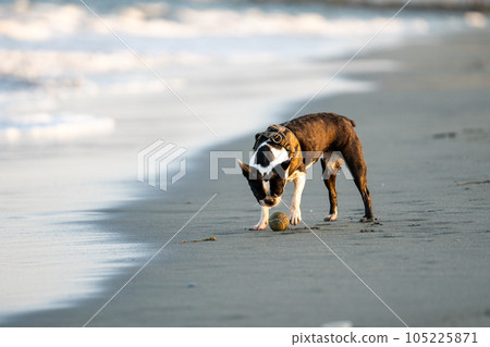 波士頓梗犬在海灘上玩耍 105225871