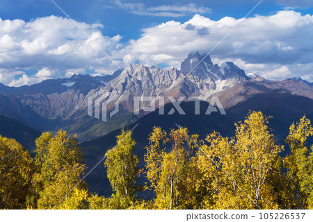 Autumn Landscape with birch forest and mountain peak Ushba Autumn Landscape with birch forest and mountain peak Ushba 105226537