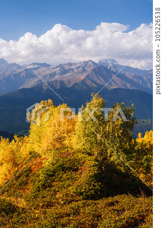 Autumn Landscape with birch forest and mountain peak Ushba 105226538