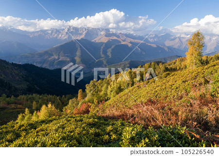 Autumn Landscape with birch forest and mountain range 105226540