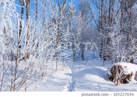 Footprints in the snow of a winter forest 105227034