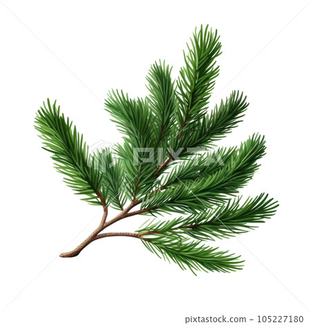 Spruce branch green fir isolated Spruce branch green fir isolated 105227180