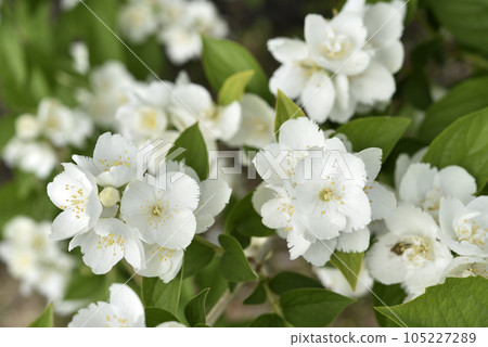 White jasmine flowers on a green bush. Large hydrangea flowers. Hydrangeaceae. Philadelphus. 105227289