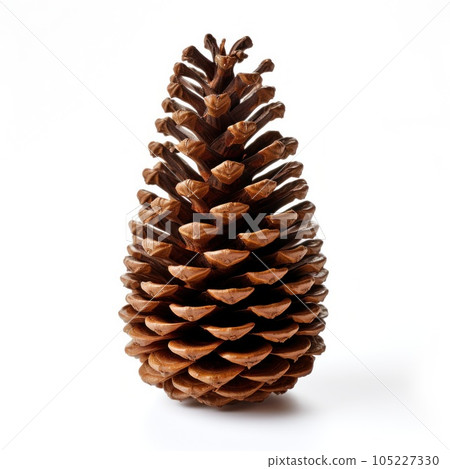 pine cone isolated pine cone isolated 105227330
