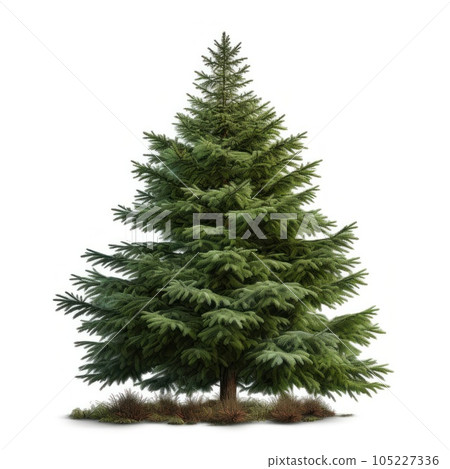 Christmas tree isolated Christmas tree isolated 105227336