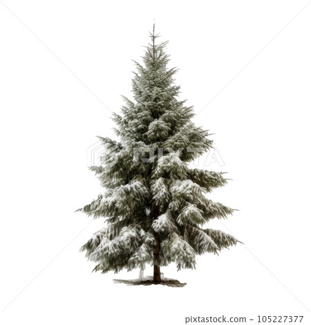 Christmas tree isolated Christmas tree isolated 105227377