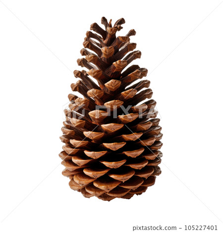 pine cone isolated 105227401