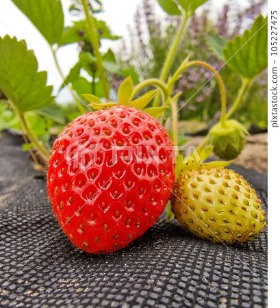 Ripe and green organic strawberry bush in the garden close up. Growing a crop of natural strawberries on farm. 105227475