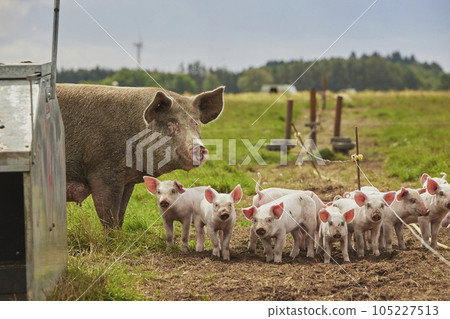 Eco pig farm in the field in Denmark 105227513