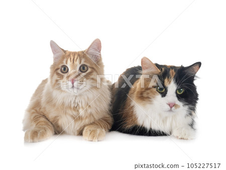 Kurilian Bobtails in studio Kurilian Bobtails in studio 105227517