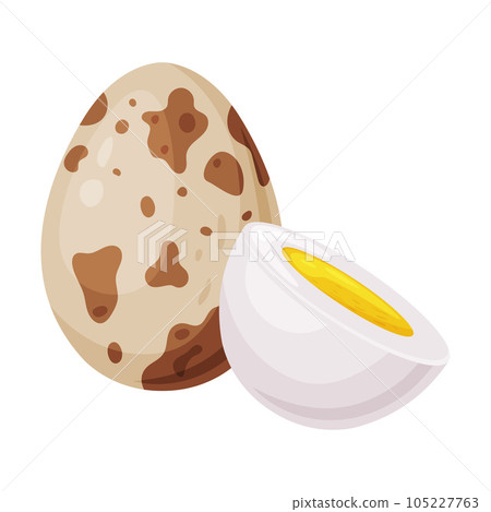 Boiled Quail Eggs in Shell and Half with Yolk Vector Illustration 105227763